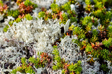 Green moss background in nature. Bright green moss and lichen in the pine forest. Selective focus