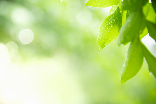Close up of nature view green leaf with rain drop on blurred greenery background under sunlight with bokeh and copy space using as background natural plants landscape, ecology wallpaper concept.