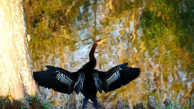 anhinga is shaking wings in front of a pond