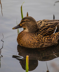 duck in water