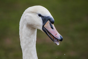 swan on lake