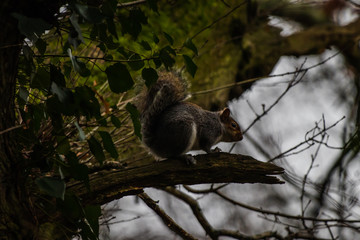 squirrel on tree