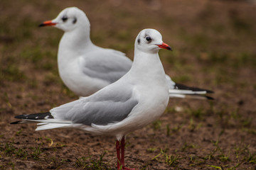 seagull on the beach