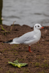 seagull on the beach