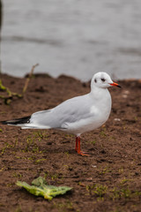 seagull on the beach