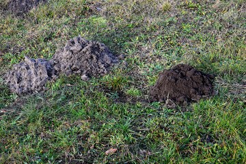 Fresh molehills on the field area