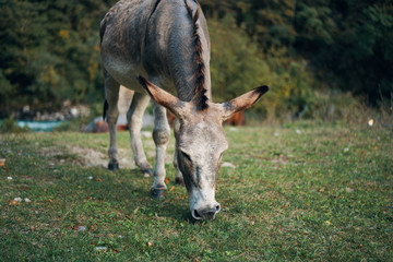 donkey in field
