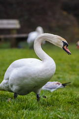 swan on the lake