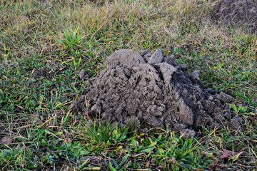 Fototapeta premium Fresh molehills on the field area