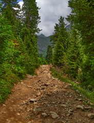 Mountain footpath in the wood