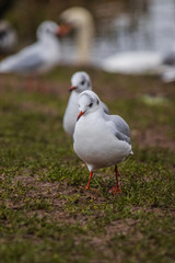 seagull on the beach