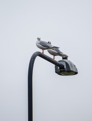 Bird on Street Light