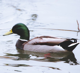 duck in water
