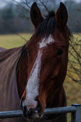 portrait of a horse