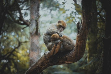 Zwei Affen auf einem Baum