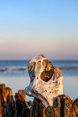 weathered stone on a wooden post on the German Baltic Sea coast, Hohwacht, Germany