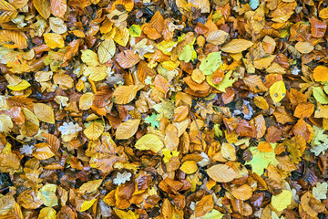 Nahaufnahme von buntem Herbstlaub