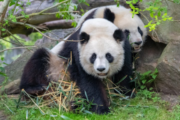 Giant pandas, bear pandas, mother and son playing together