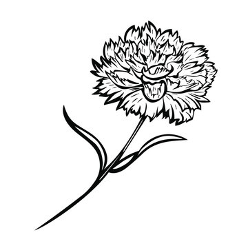 Beautiful hand-drawn carnation black and white image vector illustration. one carnation on a white background, detailed realistic beautiful flower on a stem with leaves for postcards, coloring, decor.