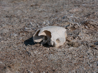Turtle skull remains on Hawar Islands in the Arabian Gulf