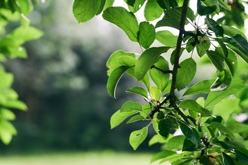green leaves of a tree in spring