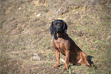 Bayerischer Gebirgsschweisshund