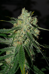 close-up of a mature medical cannabis flower with flash light at a medical cannabis farm