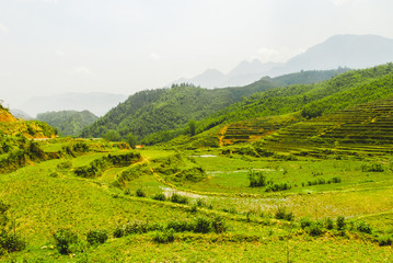 Obraz premium Scenery of beautiful green rice terraces in Sapa, Vietnam 
