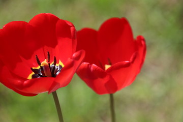 Fully Blossomed Bright Red Tulips