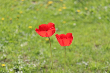 Fully Blossomed Bright Red Tulips