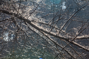 tree branches in ice. tree in ice. winter tree. new Year.