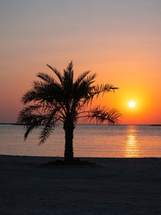 Obraz na płótnie Canvas Palm trees at sunset on Hawar Islands in the Arabian Gulf