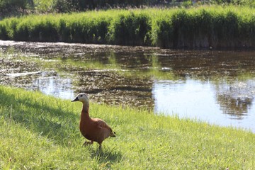 Wild duck in Noua Park