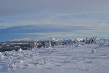 Krkonose mountains covered with snow, frozen trees. The highest peak Snezka in the background. Blue sky with white clouds. 
