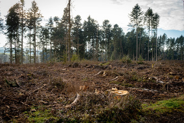 Waldrodung Borkenkäferbefall