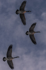 Canada Gesse v formation