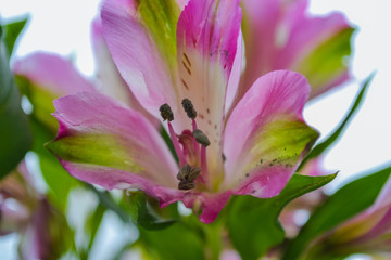 Alstroemeria flowers in delicate pink