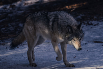 portrait of wolf
