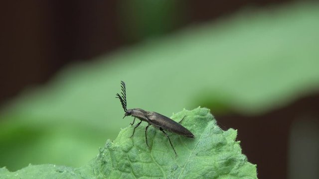 Beetle Ctenicera Pectinicornis. Click Beetle male is on a green leaf, then spreads its wings and takes off. Beetle with a luxurious mustache