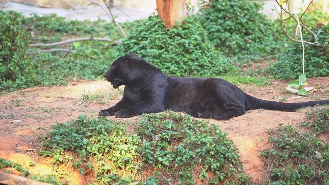  Wild animals  Jaguar or Javan leopard 