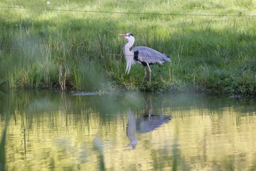 great blue heron
