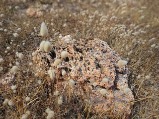 Landscape rock texture at Milos island at Paliochori beach