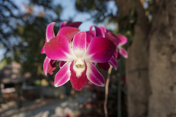 Dendrobium orchids in bloom