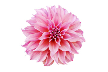 Blooming Pink Dahlia Flower Isolated on White Background