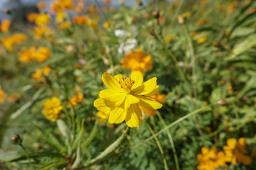 Cosmos sulphureus in the garden