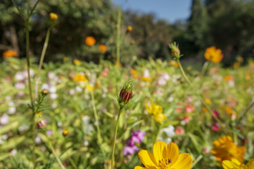 Cosmos sulphureus in the garden