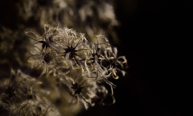 Close-up of the seeds of the common wild vine in winter against a dark backlit background in Germany