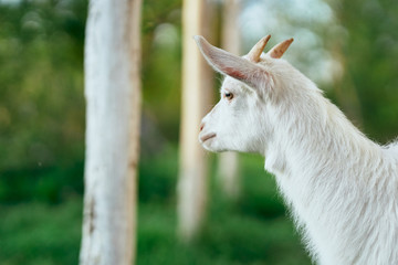 portrait of a goat