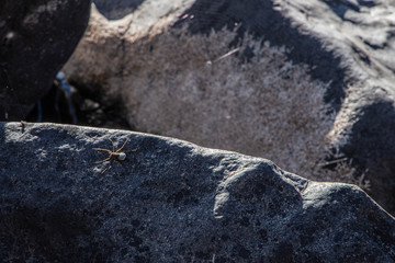 Brown Water Spider On Grey Rocks With An Egg Sack Near A River In Underberg, South Africa