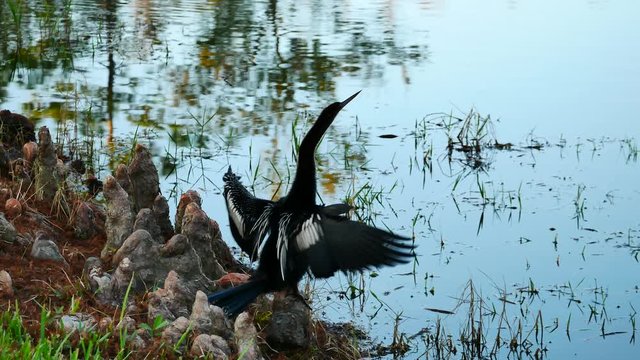 anhinga is shaking wings in front of a pond